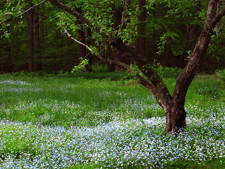 New Hampshire flowers